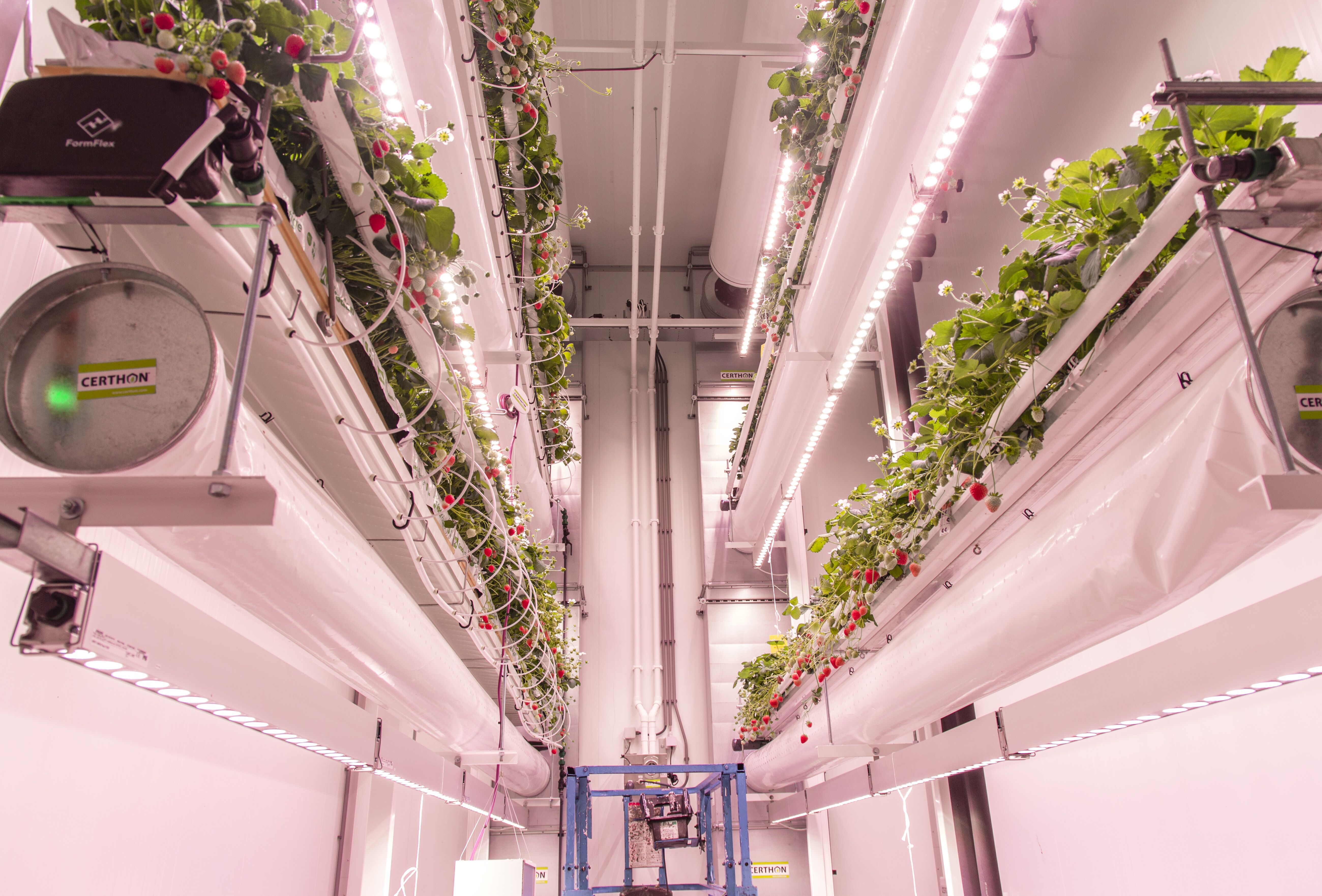 Onderzoek naar hommels in indoorproductie