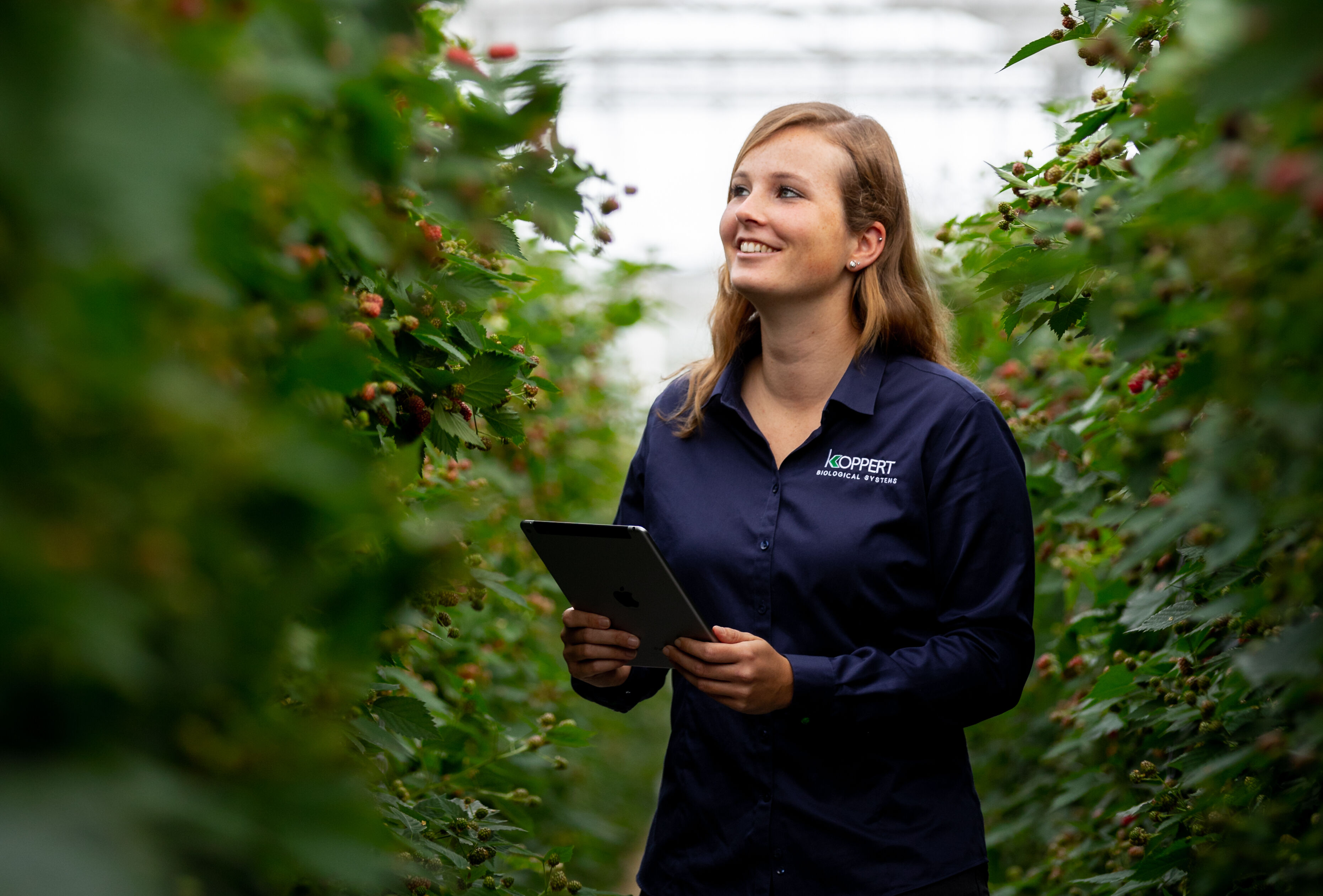 Nieuw optimisme in het Nederlandse zachtfruit