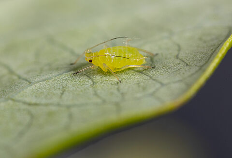 Blueberry aphid