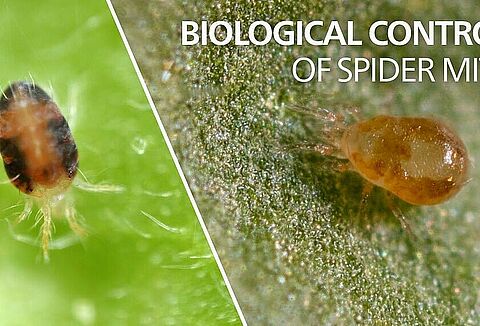 Spical: hatékony fegyver minden takácsatkafélével szemben