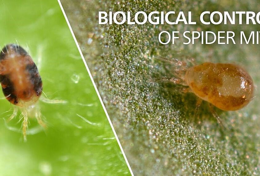 Spical: hatékony fegyver minden takácsatkafélével szemben