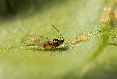 Growers responding to the new strain of green peach aphid