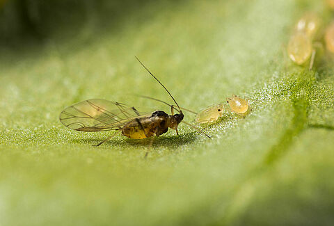 Growers responding to the new strain of green peach aphid