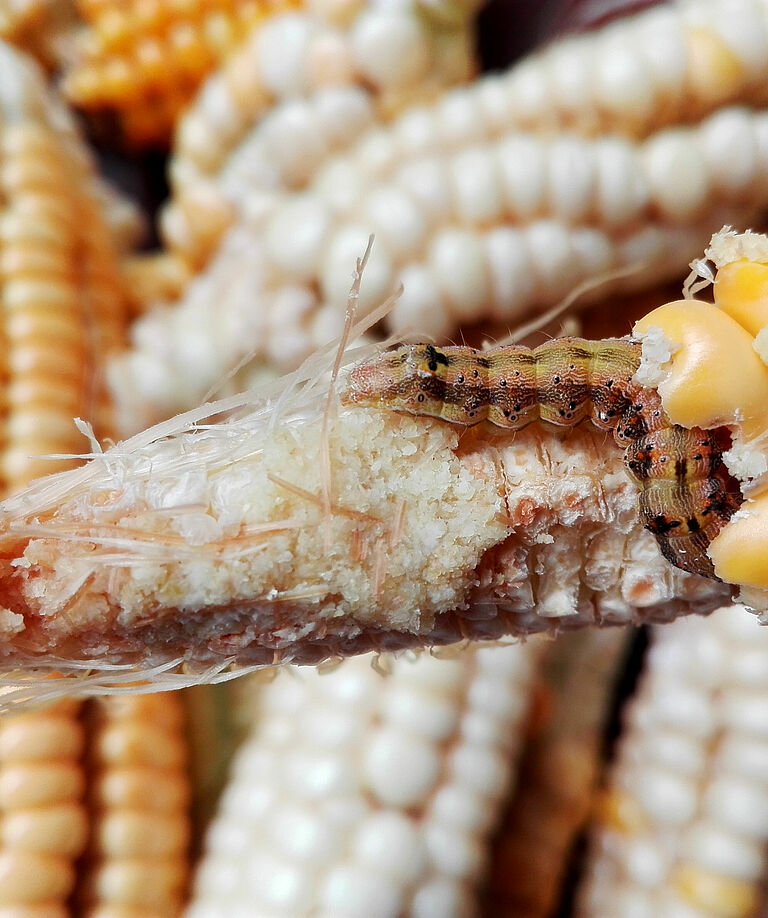Larva of the European maize borer Ostrinia nubilalis