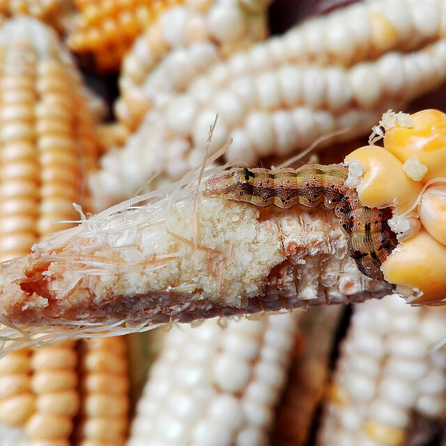 Larva of the European maize borer Ostrinia nubilalis