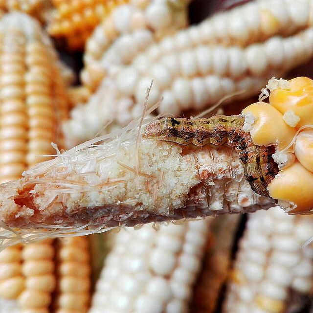 Larva of the European maize borer Ostrinia nubilalis