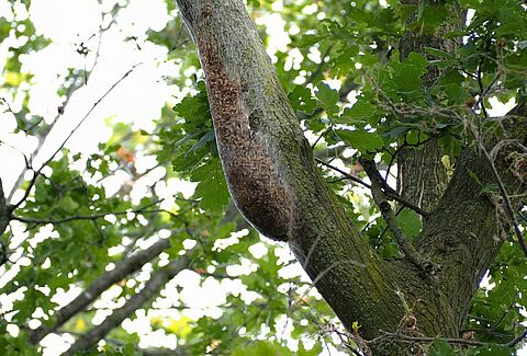 Municipality of Doetinchem: Entonem nematodes play important role in managing the oak processionary caterpillar