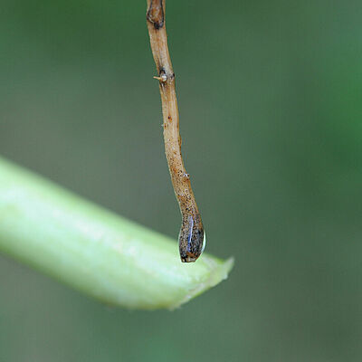 Damage caused by Black root rot of cucumber Phomopsis sclerotioides