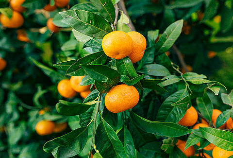 Mandarin