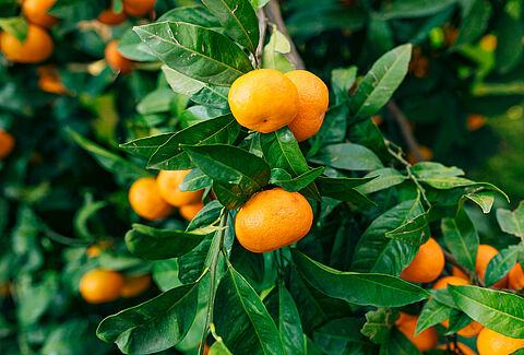 Mandarin