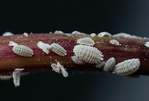 Cochinilla algodonosa de las solanáceas
