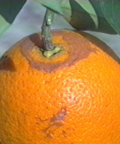 Orange damage caused by South African Citrus thrips Scirtothrips aurantii