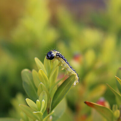 Box tree moth Cydalima perspectalis Larva on plant
