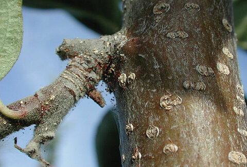 European red mite