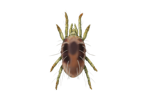 Spint Tetranychus urticae Adult Vrouwtje Illustratie