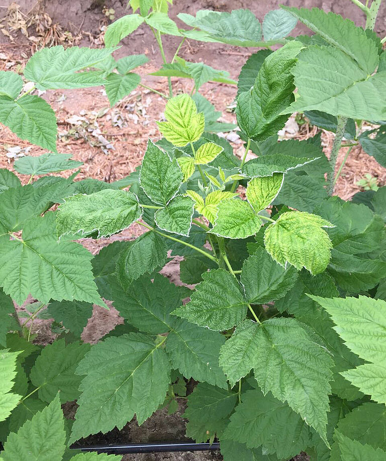 Raspberry damage caused by Broad mite Polyphagotarsonemus latus