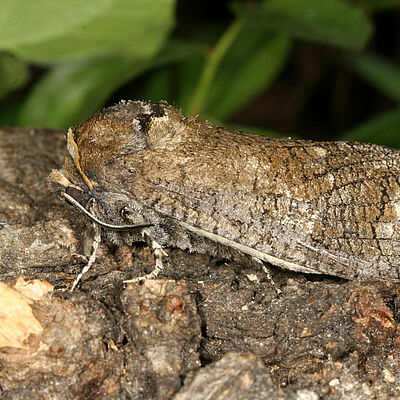 Carpenter moth Cossus cossus