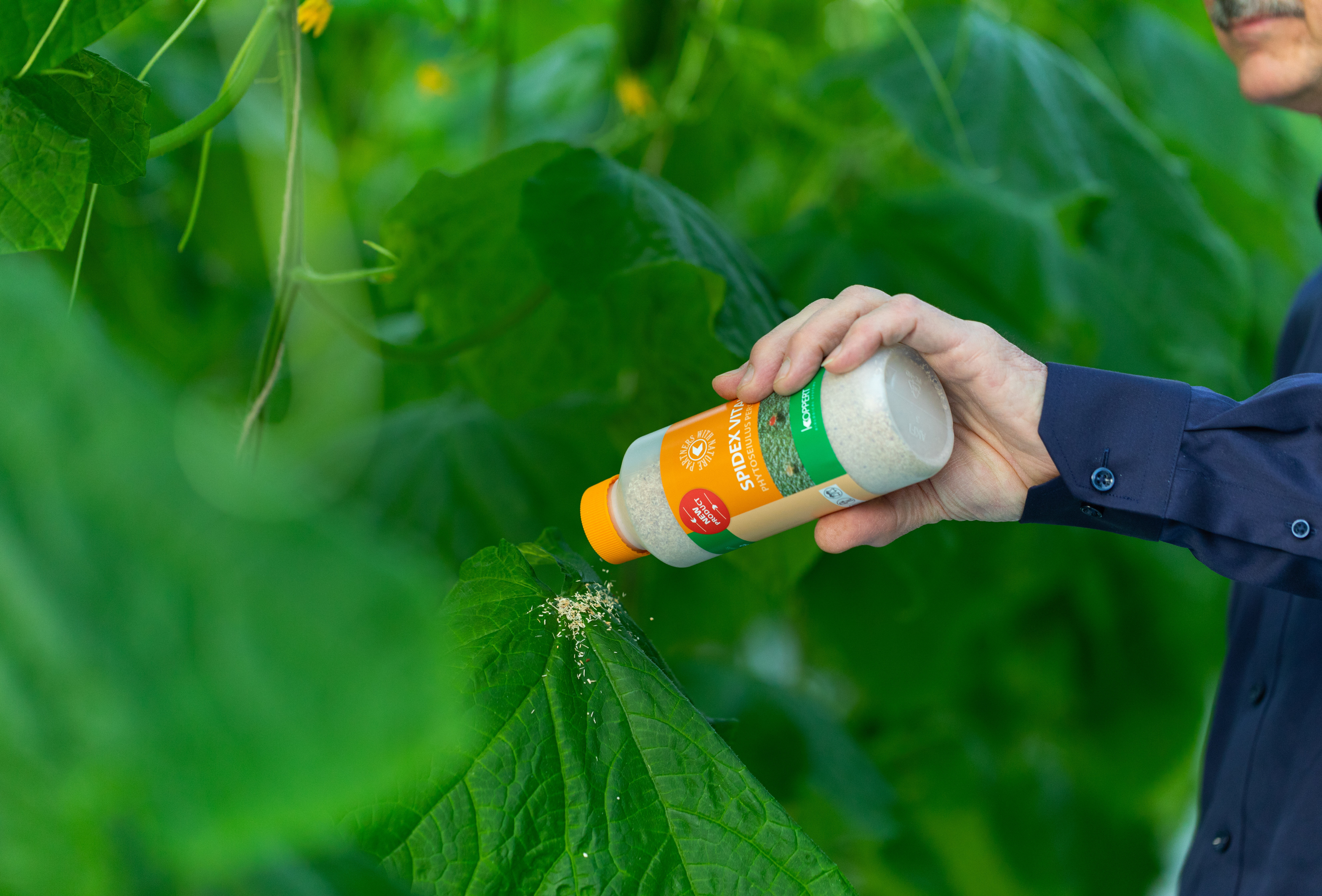 Spidex Vital: dióhéjban a helyes alkalmazásról