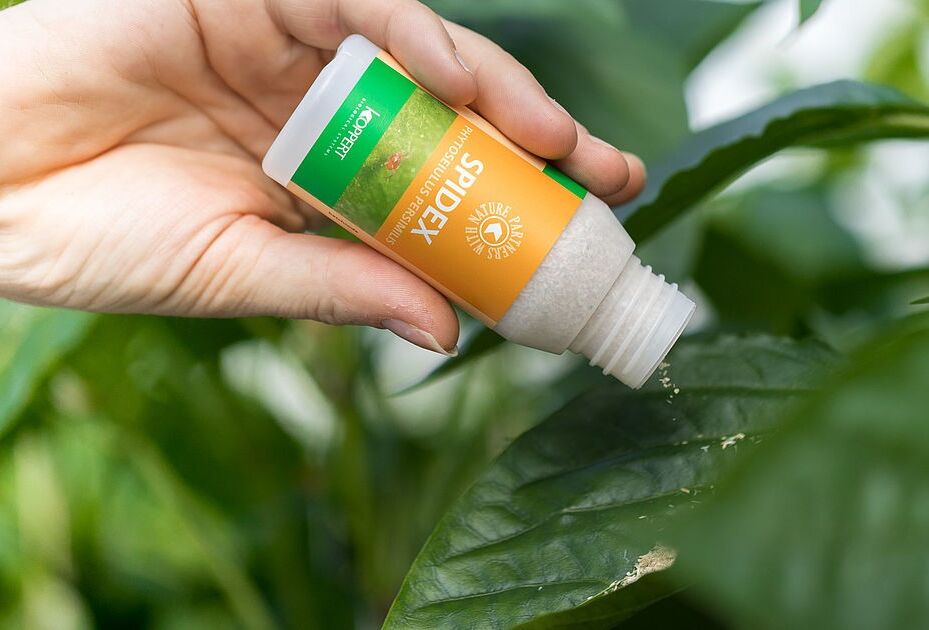 Spidex: dióhéjban a helyes alkalmazásról