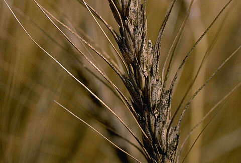 Fusarium head blight or scab