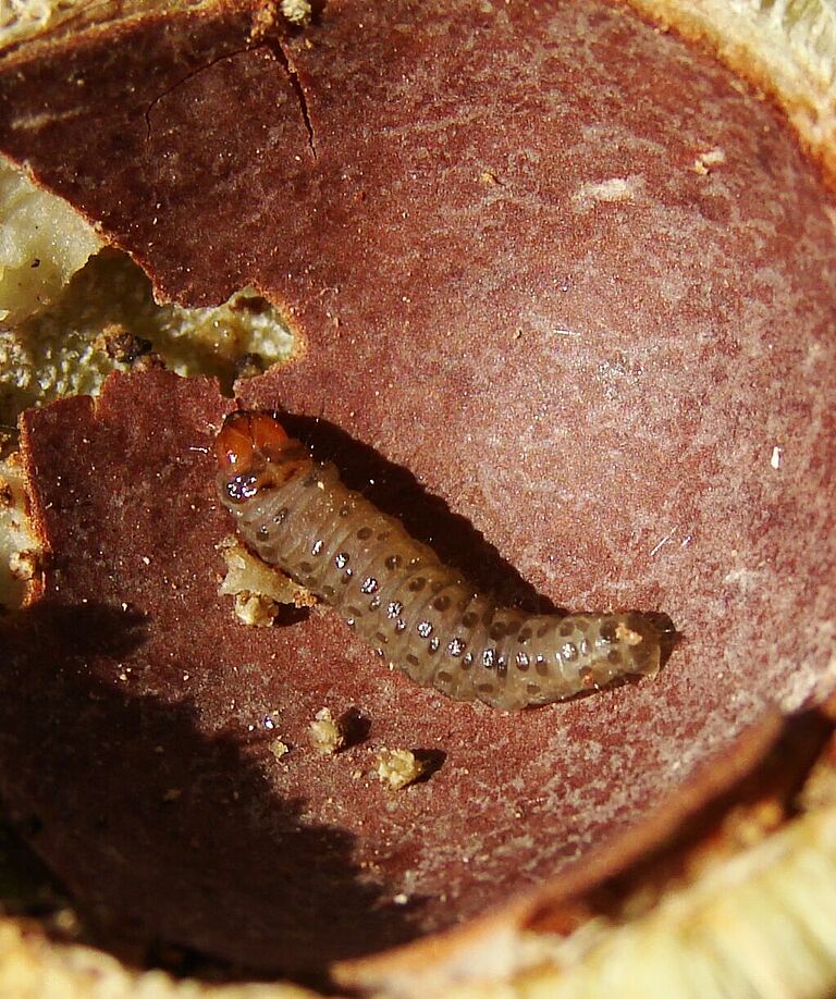Macadamia nut borer Thaumatotibia batrachopa