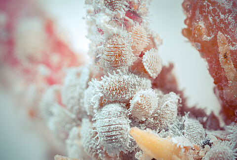 Citrus mealybug