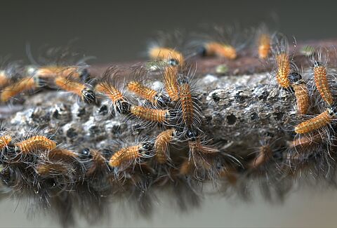 Oak Processionary Moth Thaumetopoea processionea Brochure