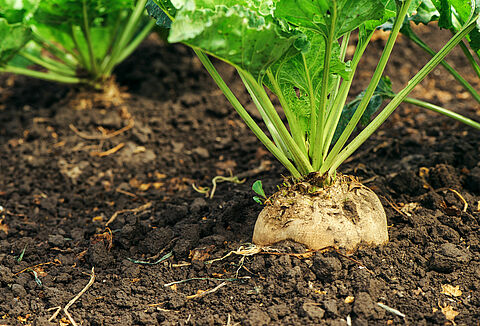 Sugar beet