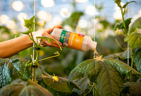 Spidex Vital: dióhéjban a helyes alkalmazásról