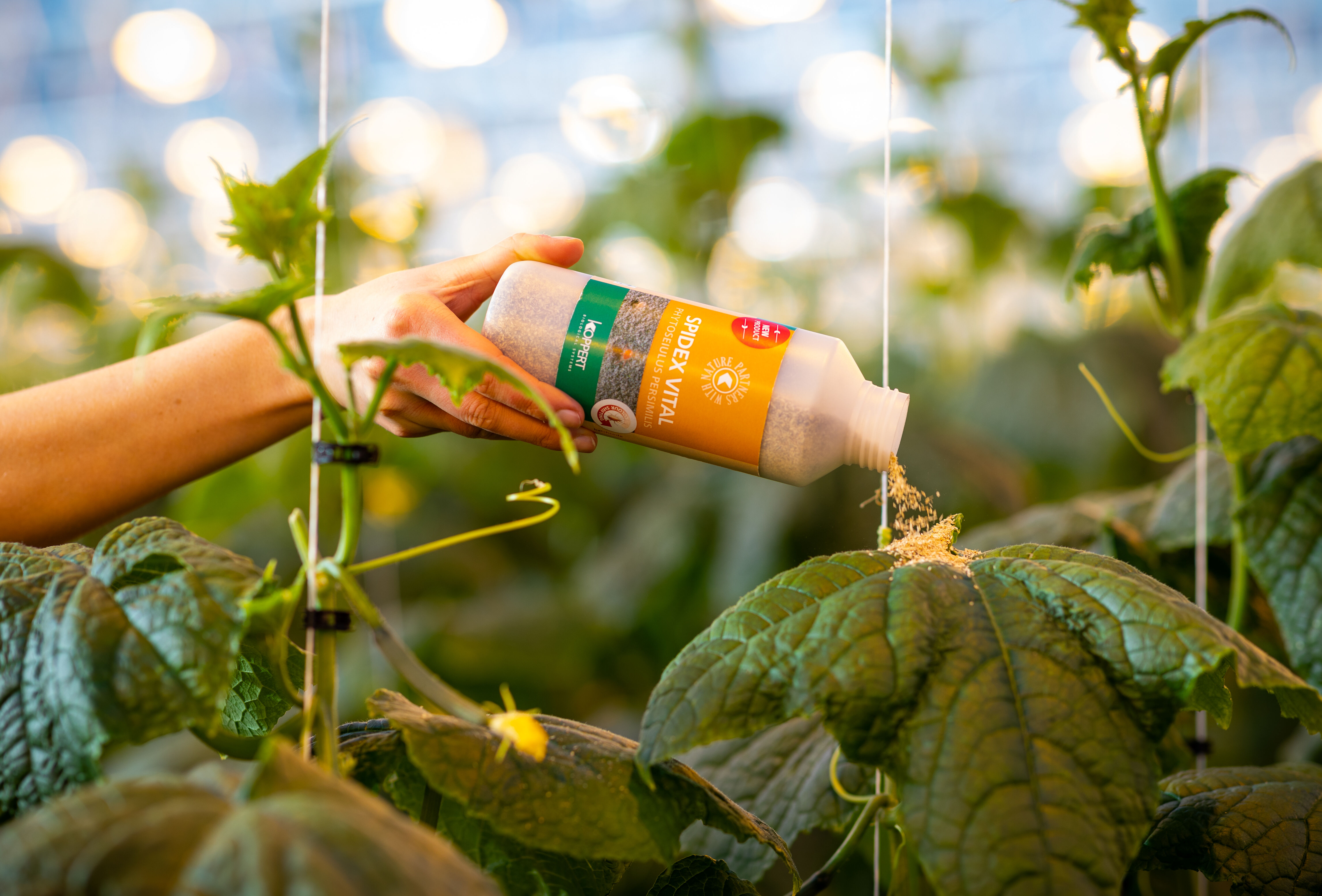 Spidex Vital: dióhéjban a helyes alkalmazásról