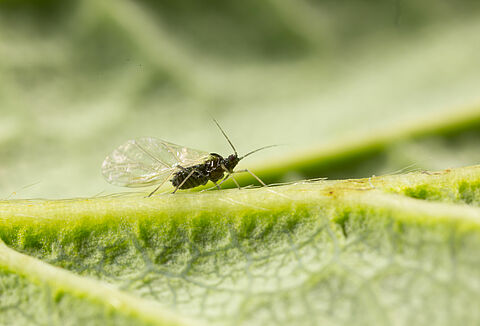 Black bean aphid