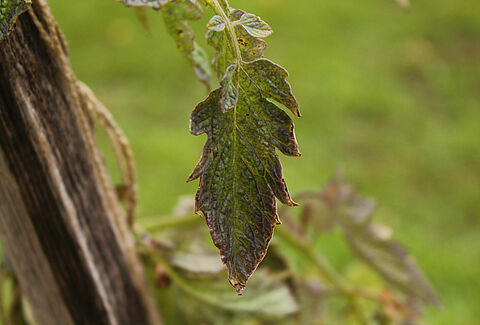 Verticillium wilt