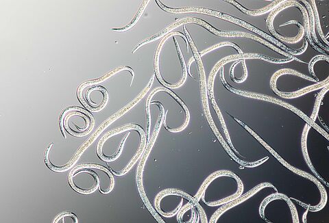 Caterpillar control with nematodes