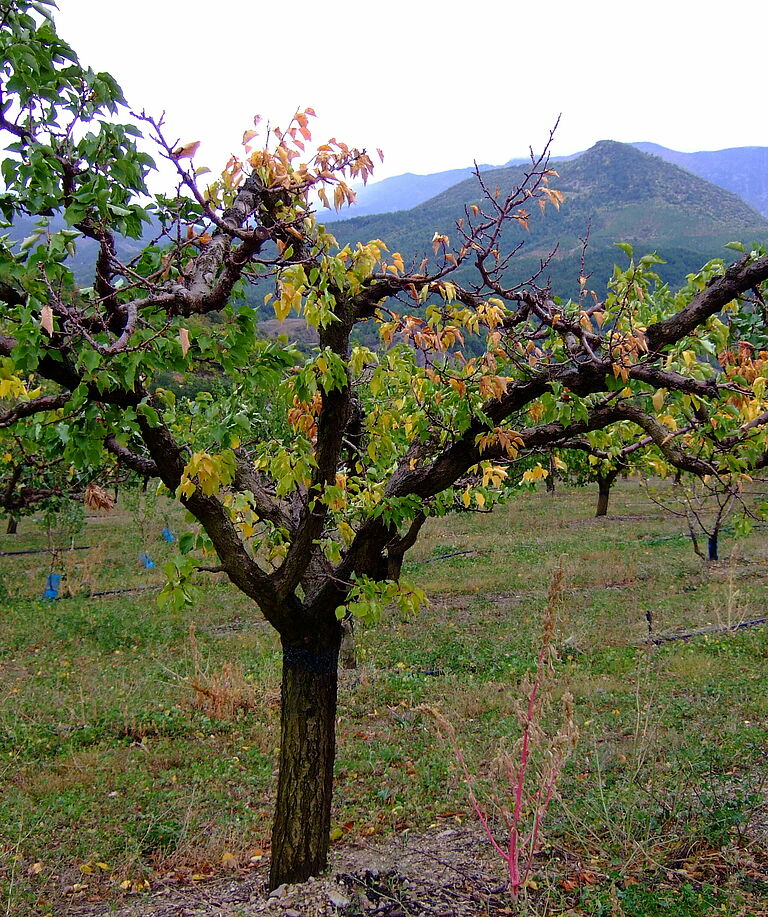 Capnodis tenebrionis Beetle Damage on Apricot tree
