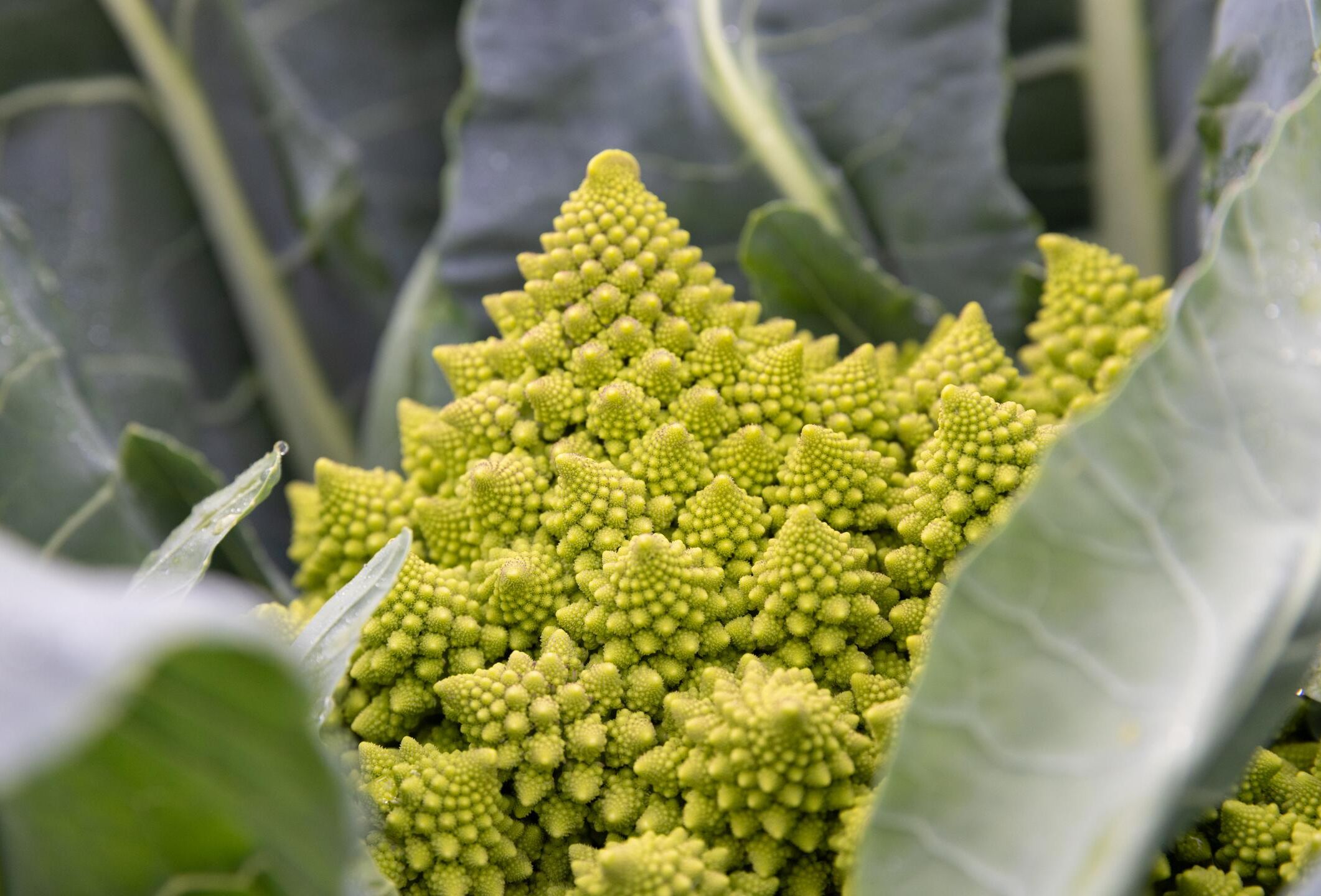 Biocontrol in agriculture: a strategy for chemical residue-free growing