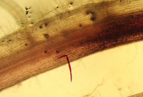 Root-lesion nematodes