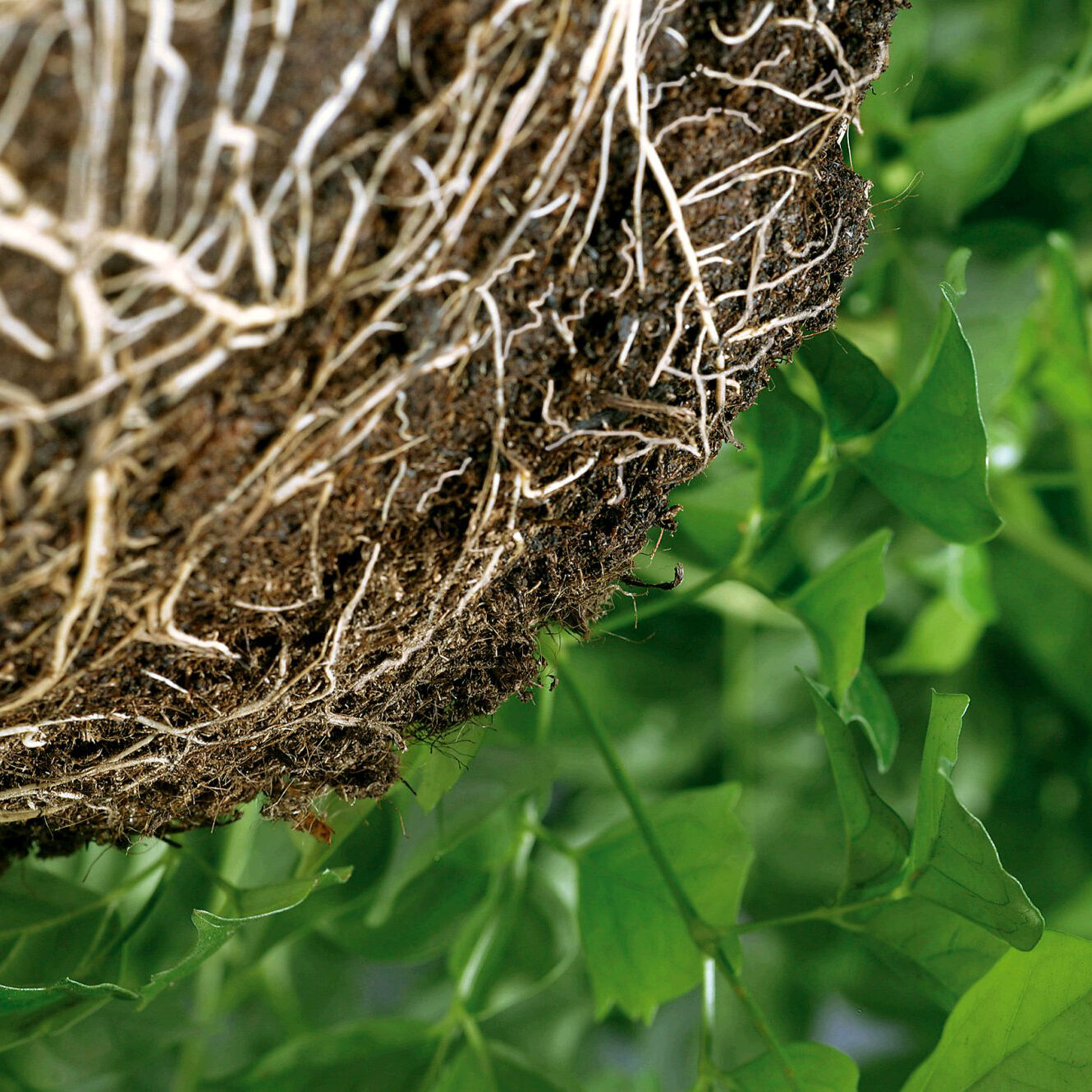 Plant growth promotion and crop resilience 2 Koppert