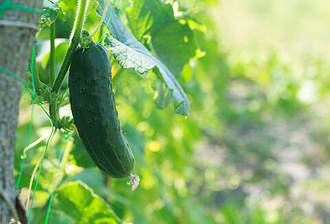 Gherkin