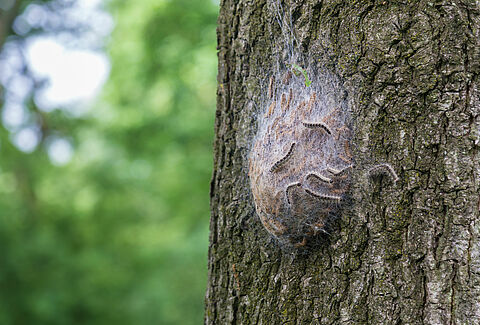 Oak Processionary Moth Thaumetopoea processionea Brochure
