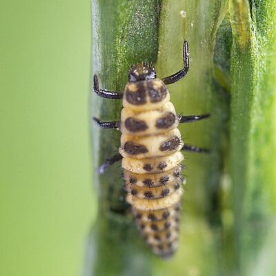 Coleomegilla maculata, stade larvaire 4