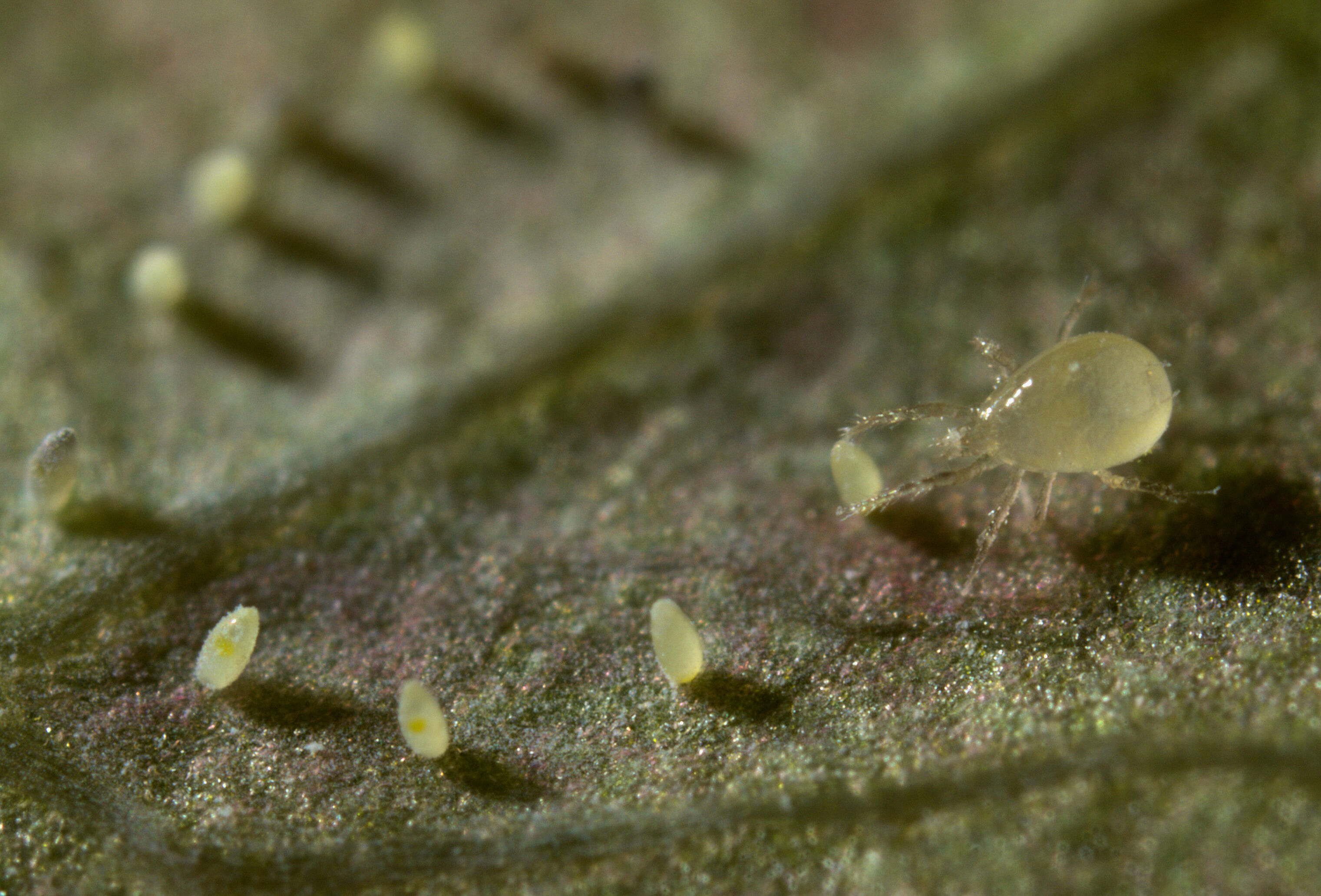 Limonica in blauwe bes