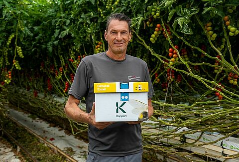 Maximize pollination in tomato