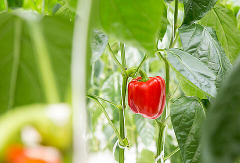 Preventieve strategie houdt luis in paprika onder controle