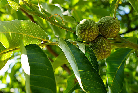 Walnut