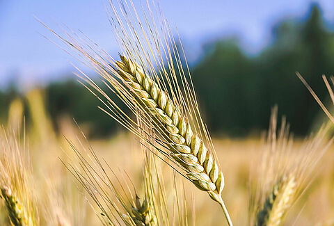 Rye