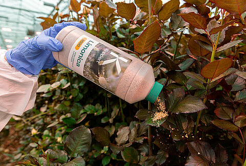 Limonica strong contender against persistent thrips