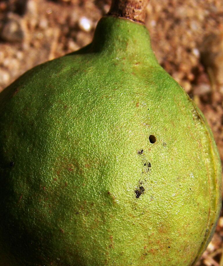 Macadamia nut borer Thaumatotibia batrachopa