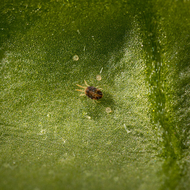 Two-spotted spider mite Tetranychus utricae