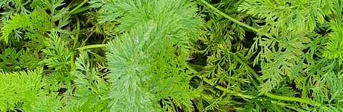 Carrot leaf blight