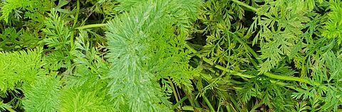 Carrot leaf blight
